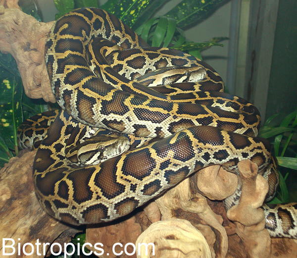 Python molurus