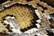 Python molurus