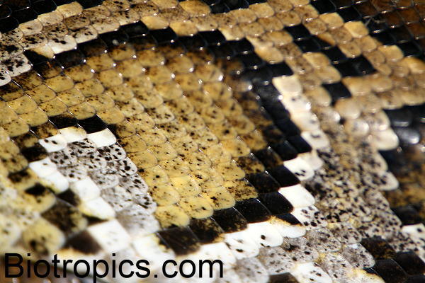 Python molurus