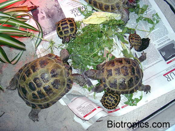 Testudo horsfieldii