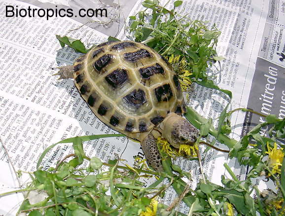 Testudo horsfieldii