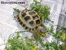 Testudo horsfieldii
