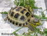 Testudo horsfieldii