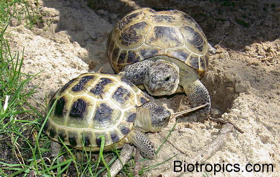 Testudo horsfieldii