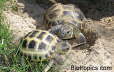 Testudo horsfieldii