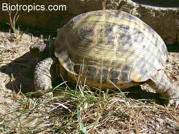 Testudo horsfieldii