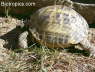 Testudo horsfieldii