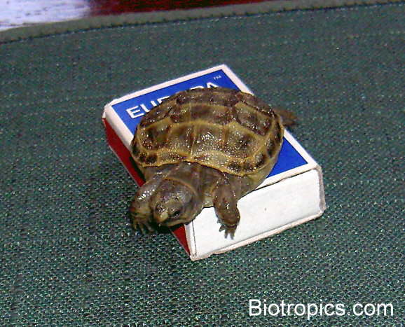 Testudo horsfieldii