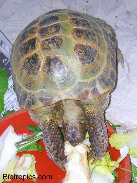 Testudo horsfieldii
