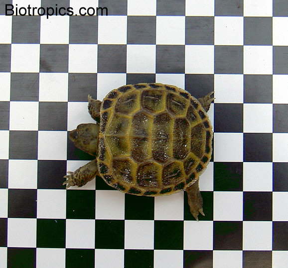Testudo horsfieldii