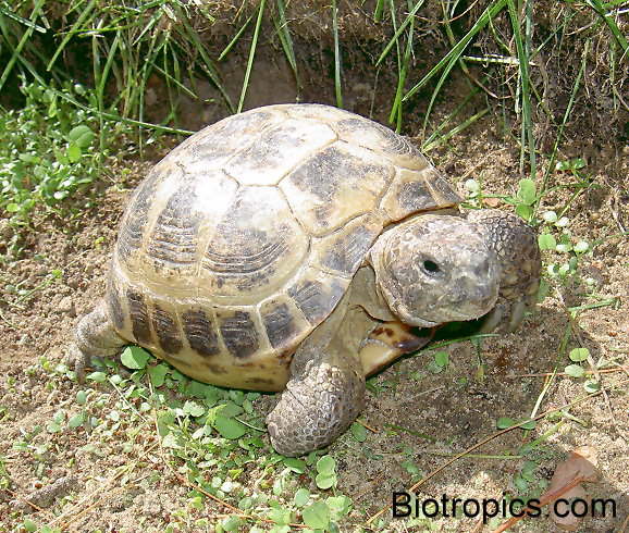 Testudo horsfieldii