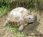 Testudo horsfieldii