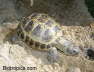 Testudo horsfieldii