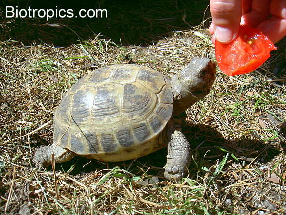 Testudo horsfieldii