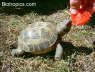 Testudo horsfieldii