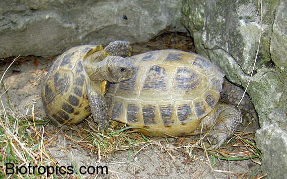 Testudo horsfieldii