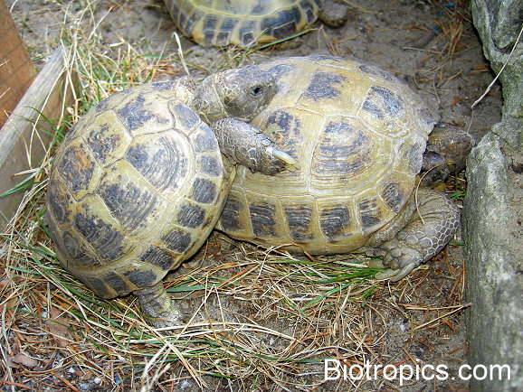 Testudo horsfieldii