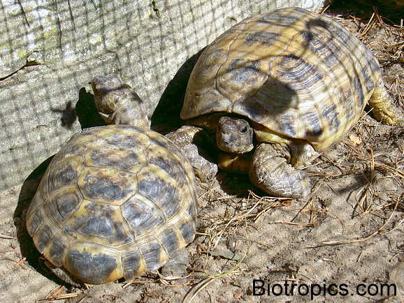 Testudo horsfieldii