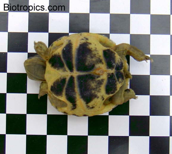 Testudo horsfieldii