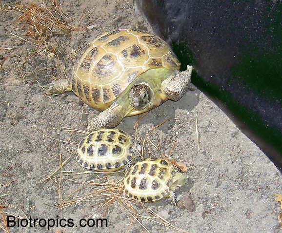 Testudo horsfieldii