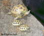 Testudo horsfieldii