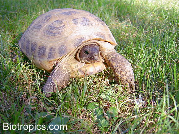 Testudo horsfieldii
