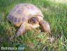 Testudo horsfieldii