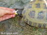 Testudo horsfieldii
