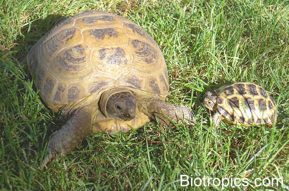 Testudo horsfieldii