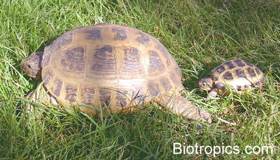 Testudo horsfieldii
