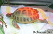 Testudo horsfieldii