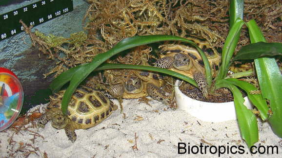 Testudo horsfieldii
