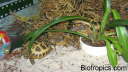 Testudo horsfieldii