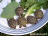 Testudo horsfieldii