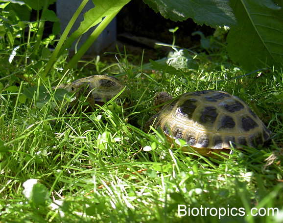 Testudo horsfieldii