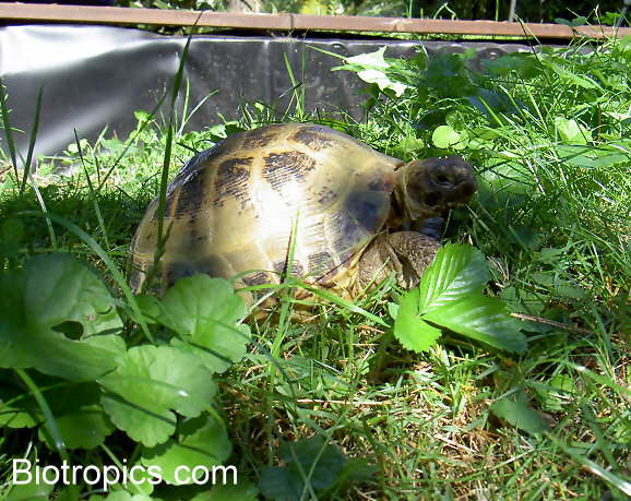 Testudo horsfieldii