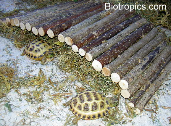 Testudo horsfieldii