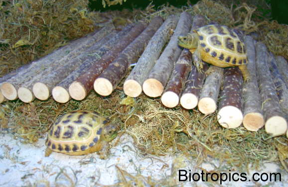 Testudo horsfieldii