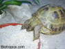 Testudo horsfieldii