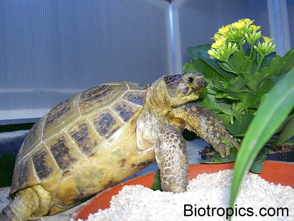 Testudo horsfieldii