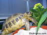 Testudo horsfieldii