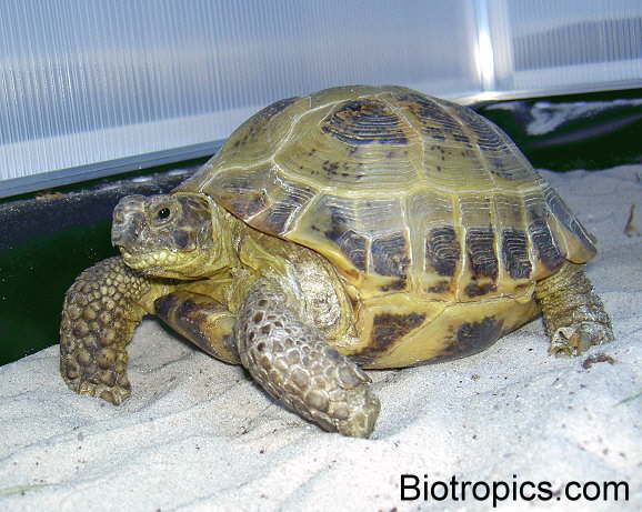Testudo horsfieldii