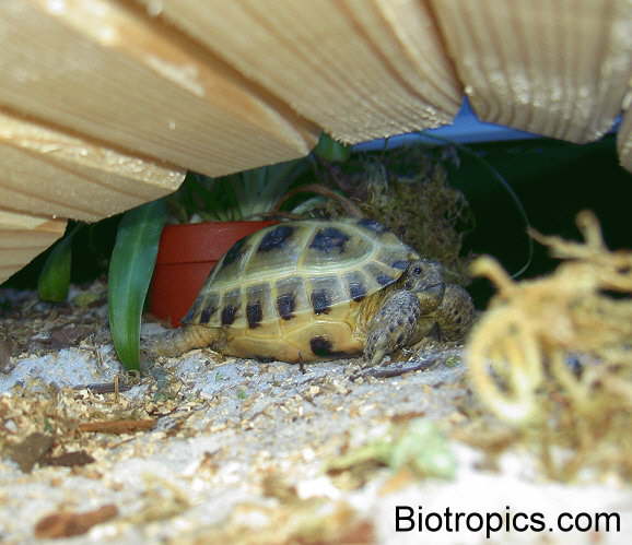 Testudo horsfieldii