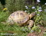 Testudo horsfieldii