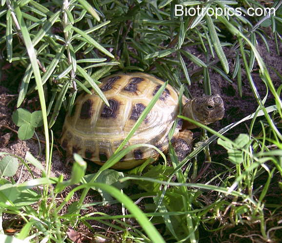 Testudo horsfieldii