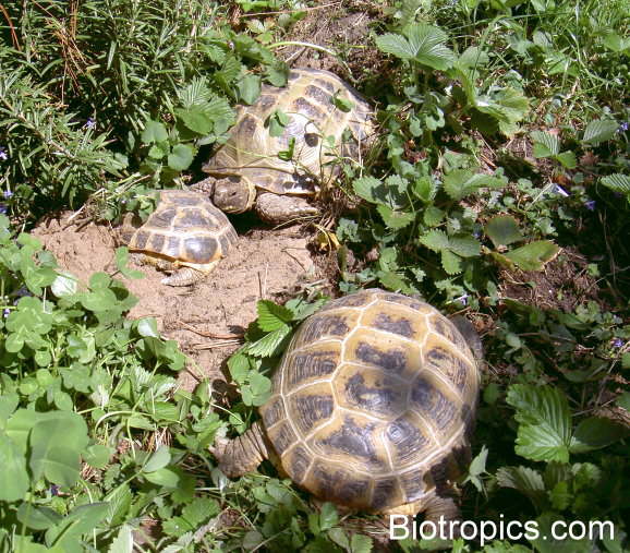 Testudo horsfieldii