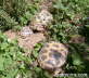Testudo horsfieldii