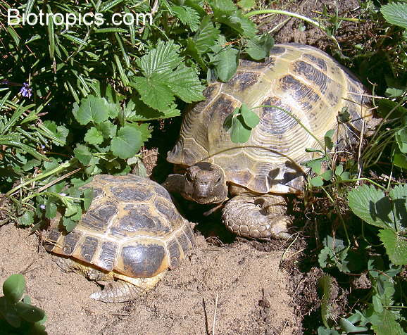 Testudo horsfieldii