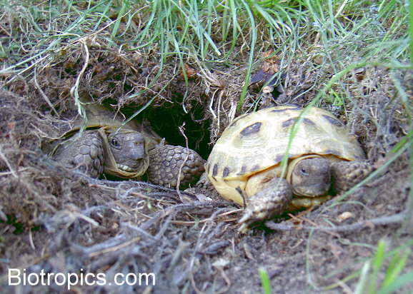 Testudo horsfieldii