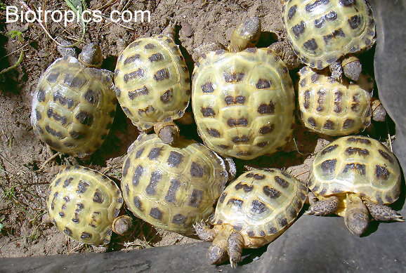 Testudo horsfieldii